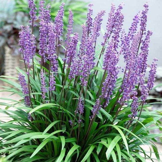 6 x Leliegras Big Blue Blauw|Paars - Wintergroen Siergras - Bodembedekker Vaste Planten - Liriope muscari Big Blue in 9x9cm pot met hoogte 5-10cm