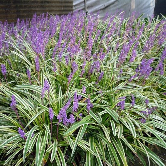 6 x Leliegras Bont Blad - Wintergroen Siergras - Vaste Planten - Siergrassen Winterhard - Liriope muscari 'Variegata' in 9x9cm pot met hoogte 5-10cm