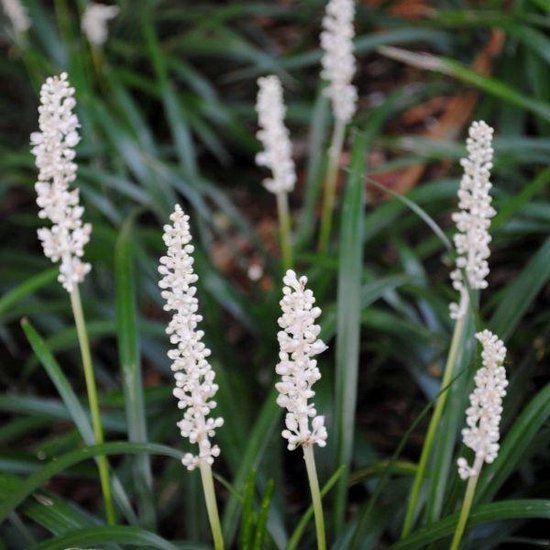 6x Leliegras (Liriope muscari 'Monroe White') - P9 pot (9x9)