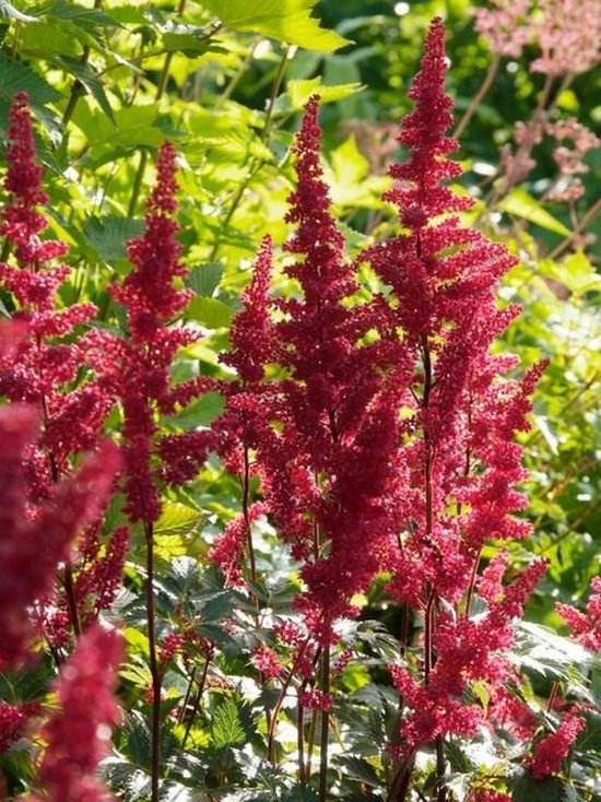 6x Spirea (Astilbe (A) 'Fanal') - P9 pot (9x9)