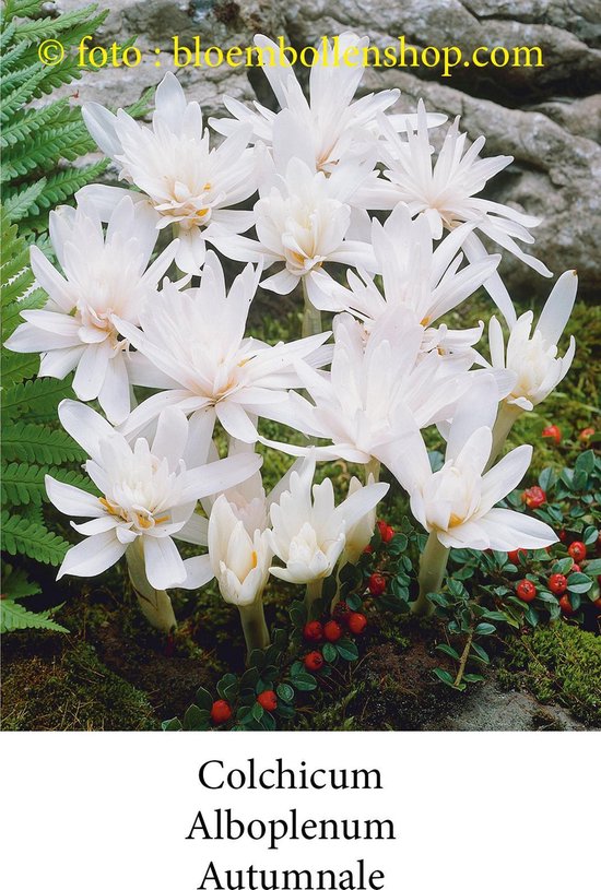 colchicum Alboplenum 3 bollen maat 13/+