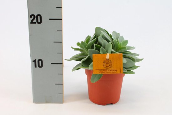 Plantenboetiek.nl | Senecio Cephalophorus - Ø10.5cm - 15cm hoog - Kamerplant - Groenblijvend