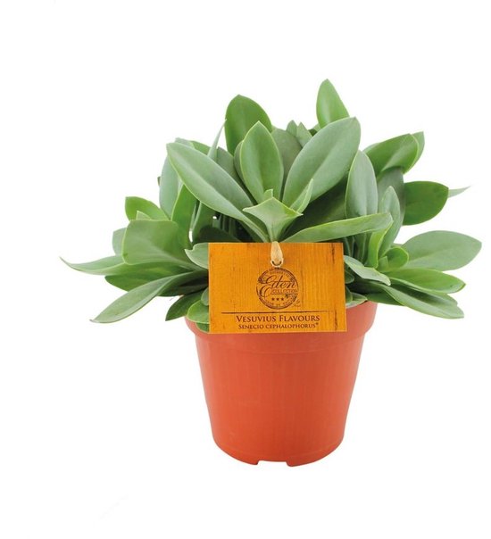 Senecio Cephalophorus - Hoogte 20cm - Pot 12cm